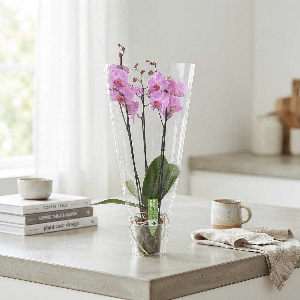 Mixed Phalaenopsis Orchid – 12cm Pot, 75cm Tall