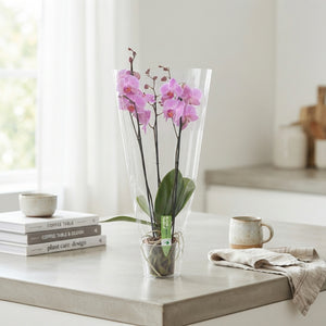 Mixed Phalaenopsis Orchid – 12cm Pot, 75cm Tall