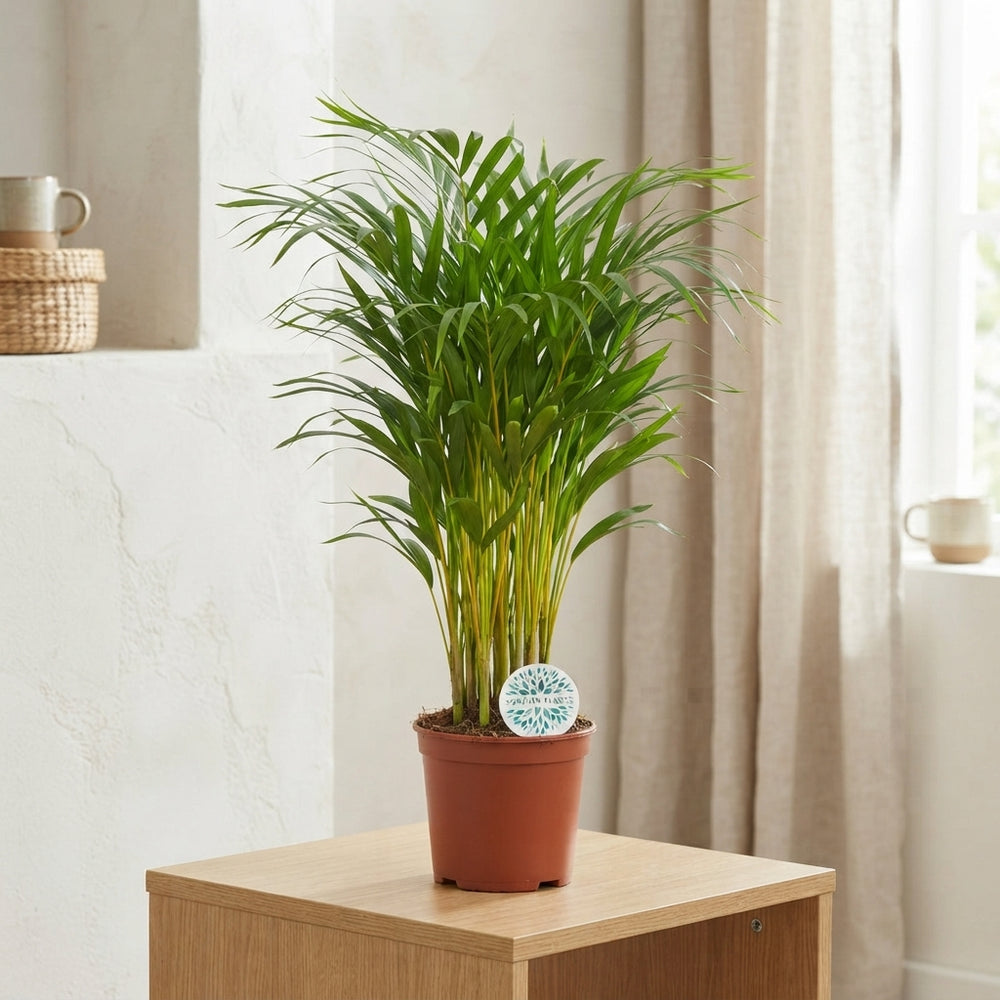Areca Palm (Dypsis lutescens) – 21cm Pot, 90cm High