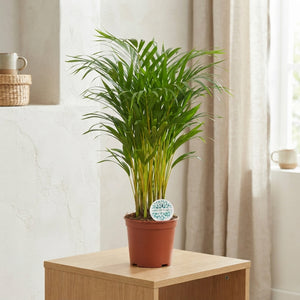 Areca Palm (Dypsis lutescens) – 21cm Pot, 90cm High