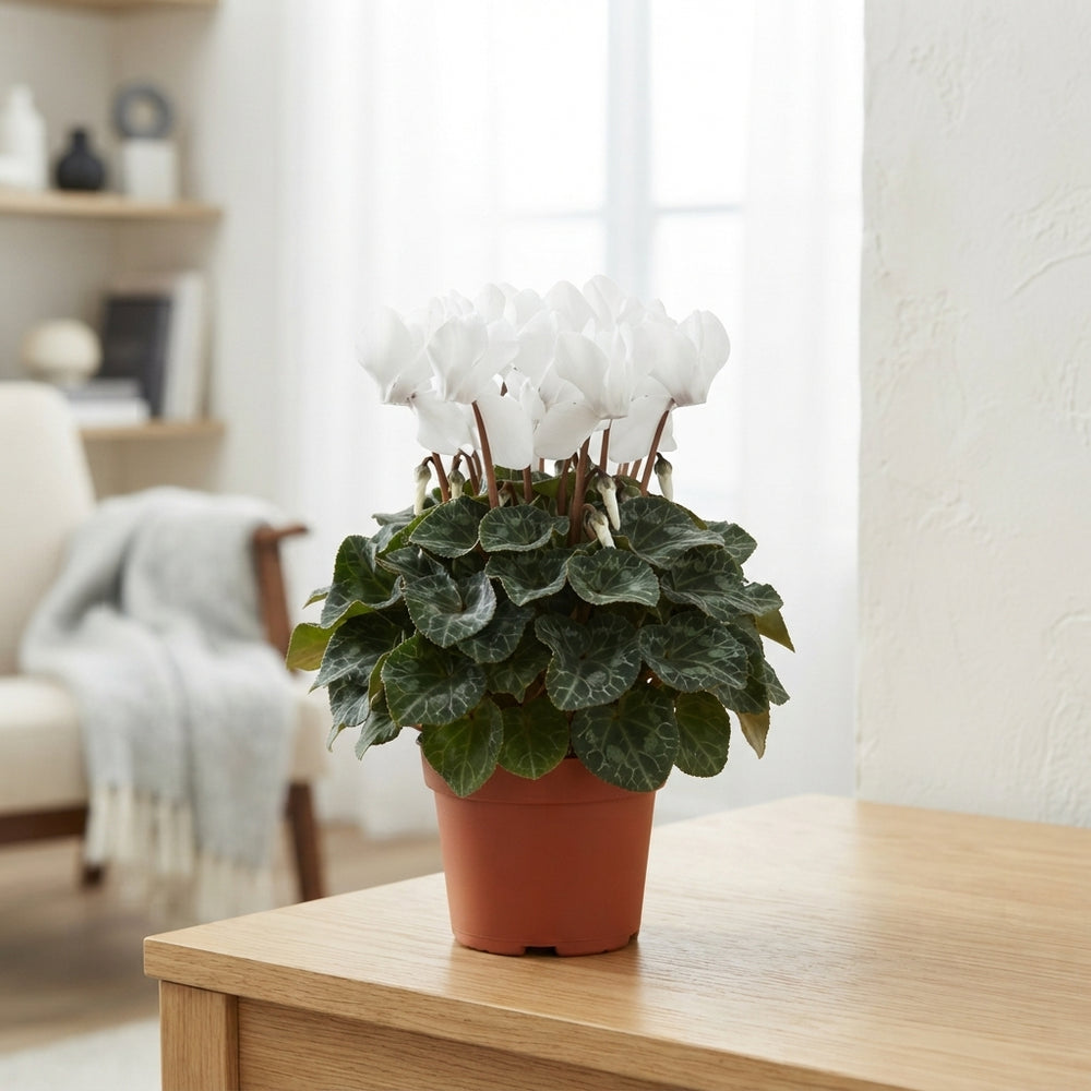 White Persian Cyclamen (Cyclamen persicum) – 10.5cm Pot