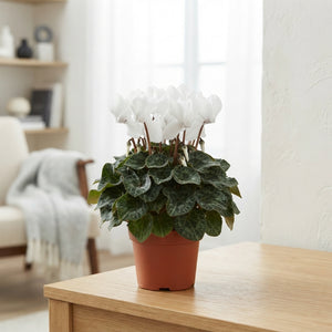 White Persian Cyclamen (Cyclamen persicum) – 10.5cm Pot
