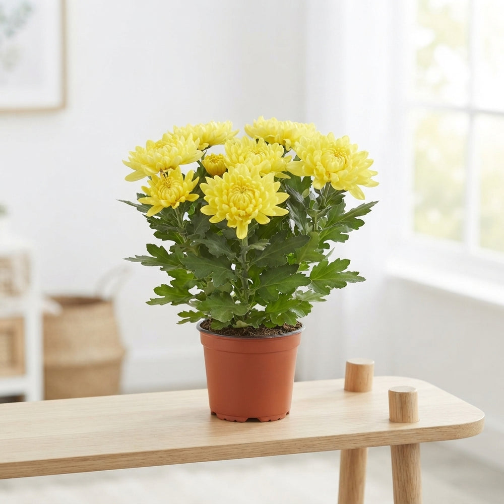 Mixed Chrysanthemum Houseplant – 12cm Pot