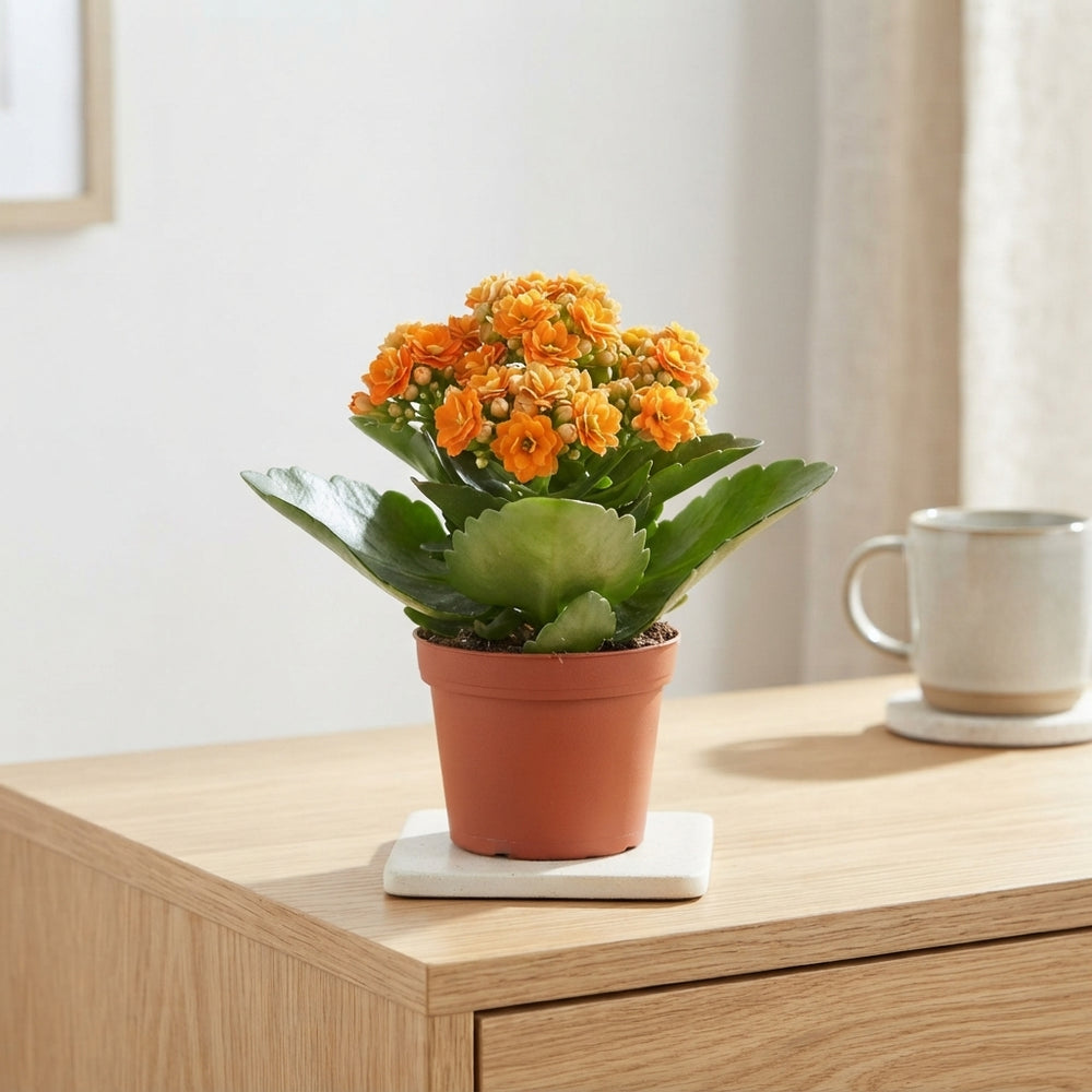 Mini Orange Double Kalanchoe – 8cm Pot