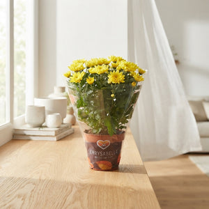 Yellow Chrysanthemum – 12cm Pot, 26cm High