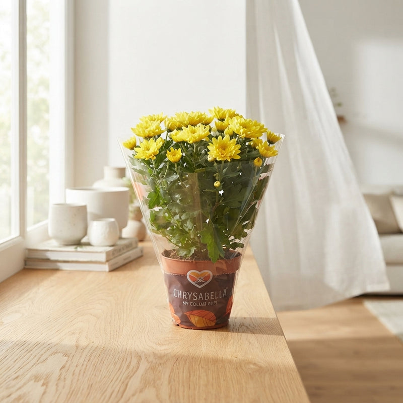 Yellow Chrysanthemum – 12cm Pot, 26cm High