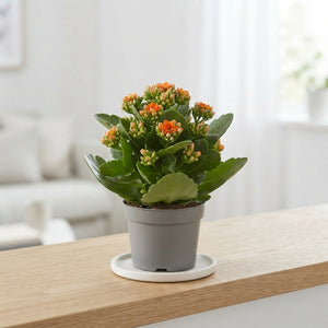 Orange Kalanchoe Blossfeldiana – 10.5cm Pot