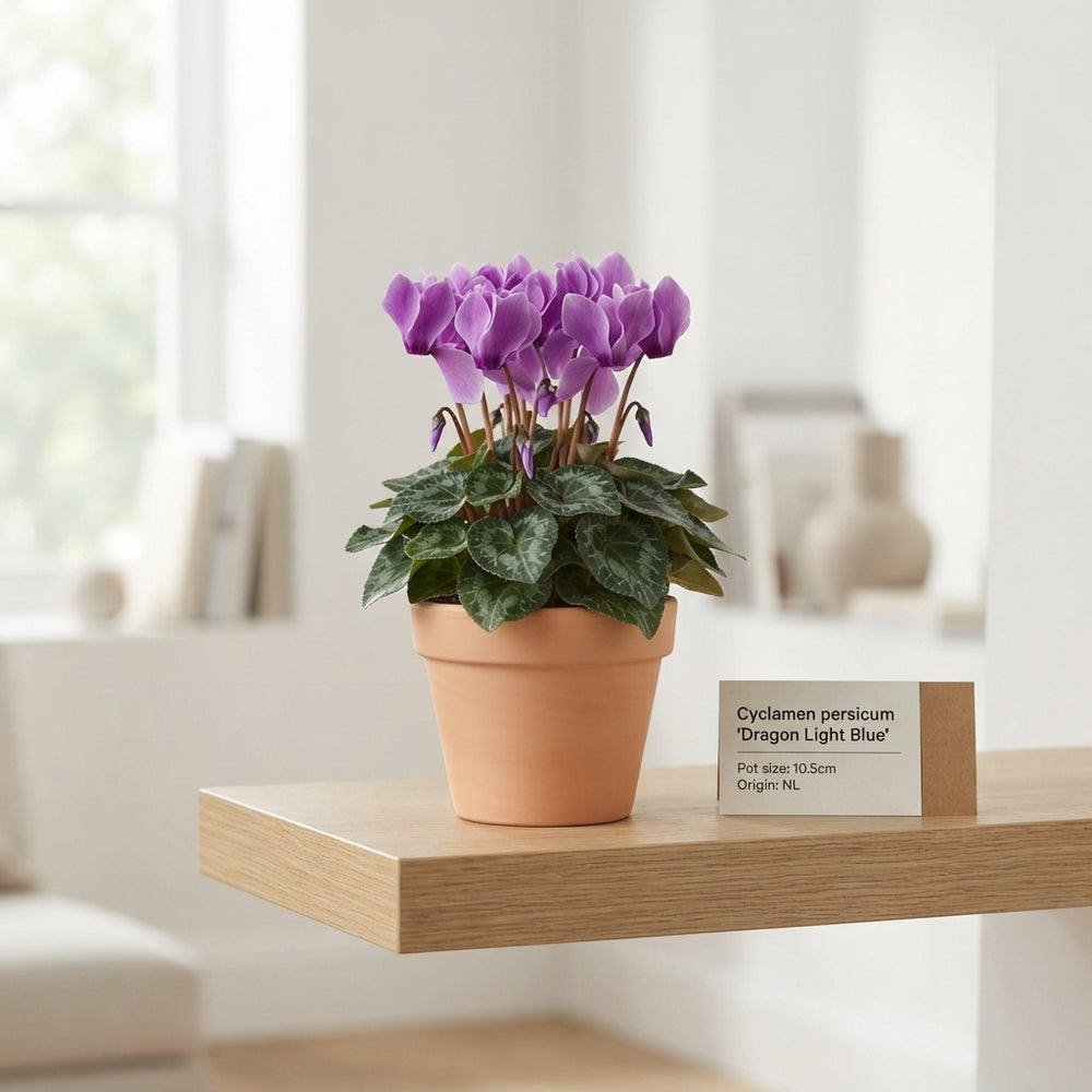 Purple Persian Cyclamen (Cyclamen persicum) – 10.5cm Pot