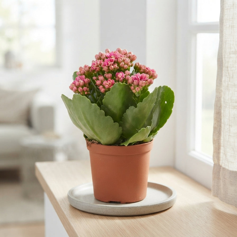 Mini Double Kalanchoe 'Don Victorio' – 7cm Pot