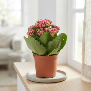 Mini Double Kalanchoe 'Don Victorio' – 7cm Pot