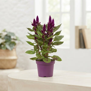 Deep Purple Celosia spicata – 12cm Pot