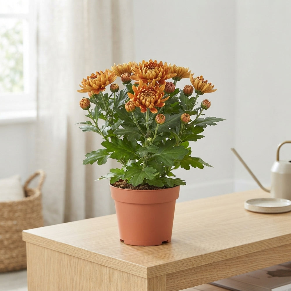 Mixed Chrysanthemum (Indicum Group) – 12cm Pot