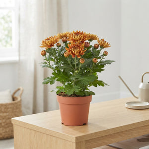 Mixed Chrysanthemum (Indicum Group) – 12cm Pot