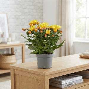 Mixed Chrysanthemum (Indicum Group) – 12cm Pot