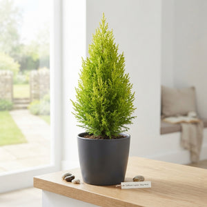 Mixed Conifer Plant – 10.5cm Pot, Approx. 39cm High