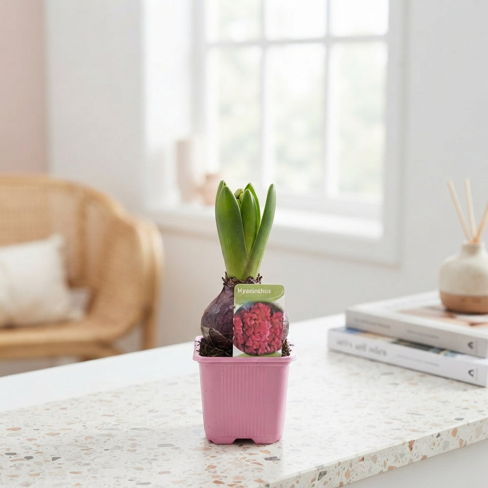 China Pink Hyacinth (Hyacinthus orientalis) – 7cm Pot