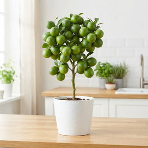 Ornamental Green Lime Fruit – Single Piece