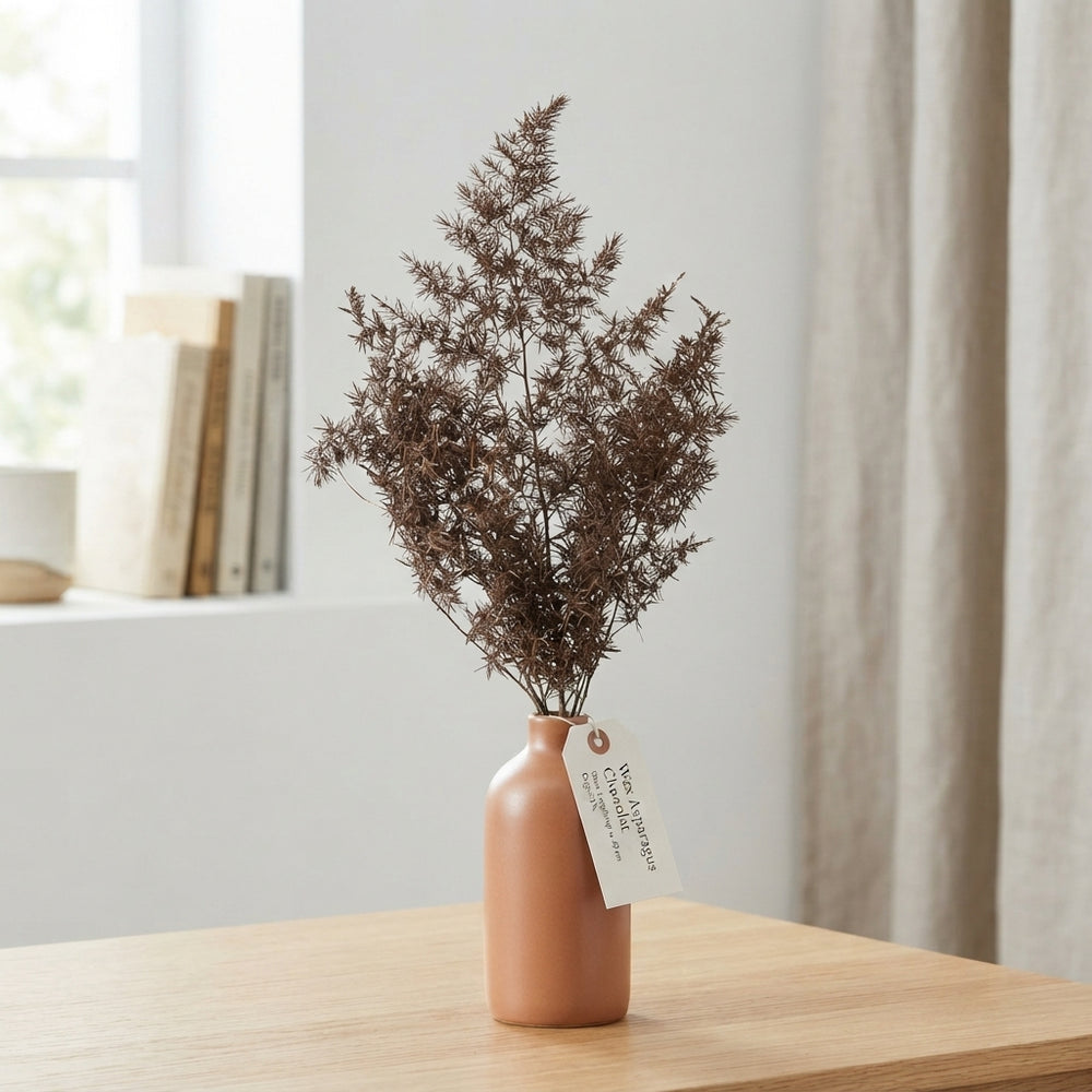 Chocolate Wax Asparagus – Cut Foliage