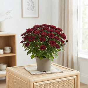 Red Chrysanthemum (Chrysanthemum Indicum Group) – 12cm Pot