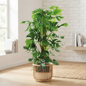 Swiss Cheese Plant (Monstera deliciosa) – 24cm Pot, 150cm Tall