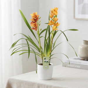 Cymbidium Orchid Collection – 12cm Pot, 50cm Tall