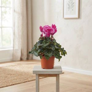 Violet-Flamed Persian Cyclamen (Cyclamen persicum) – 10.5cm Pot