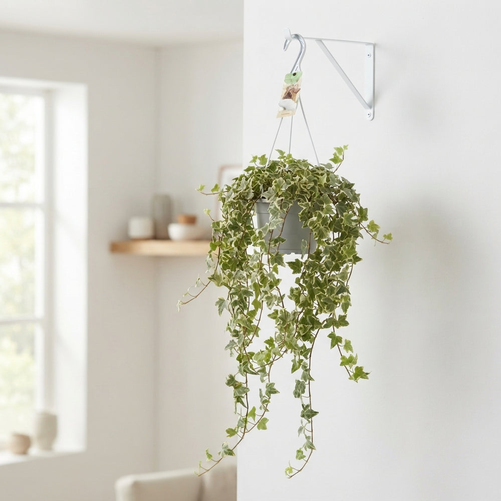 Mixed Hedera Helix Hanging Plant – 17cm Pot