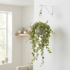 Mixed Hedera Helix Hanging Plant – 17cm Pot