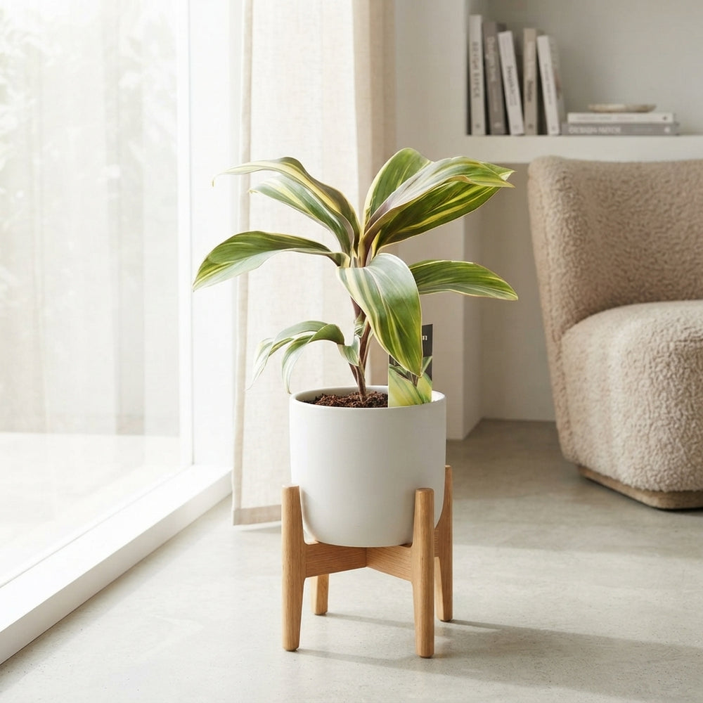 Cordyline Chocolate Queen – 12cm Pot