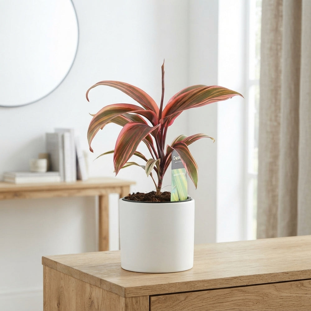 Cordyline 'Strawberry Queen' – 12cm Pot