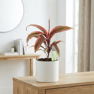 Cordyline 'Strawberry Queen' – 12cm Pot