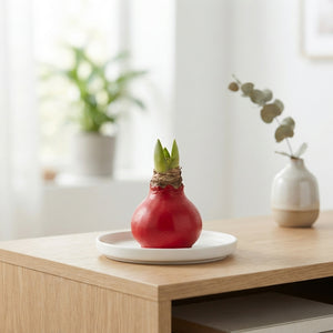Red Wax Amaryllis Christmas Decoration