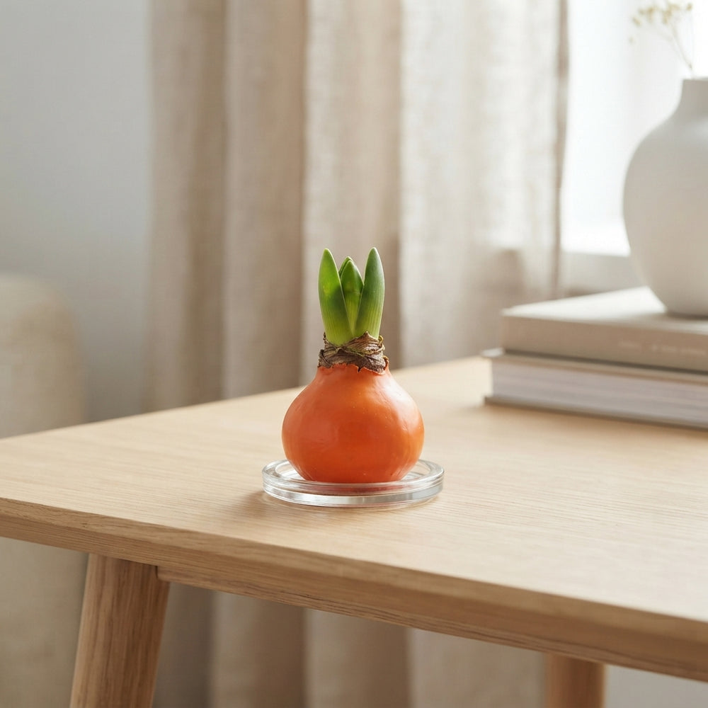 Orange Wax Flower Decoration – 20cm