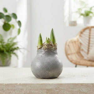 Grey Wax Hipp Topiary Decoration – 20cm