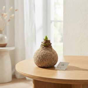 Natural Sand Wax Hipp Christmas Decoration – 20cm