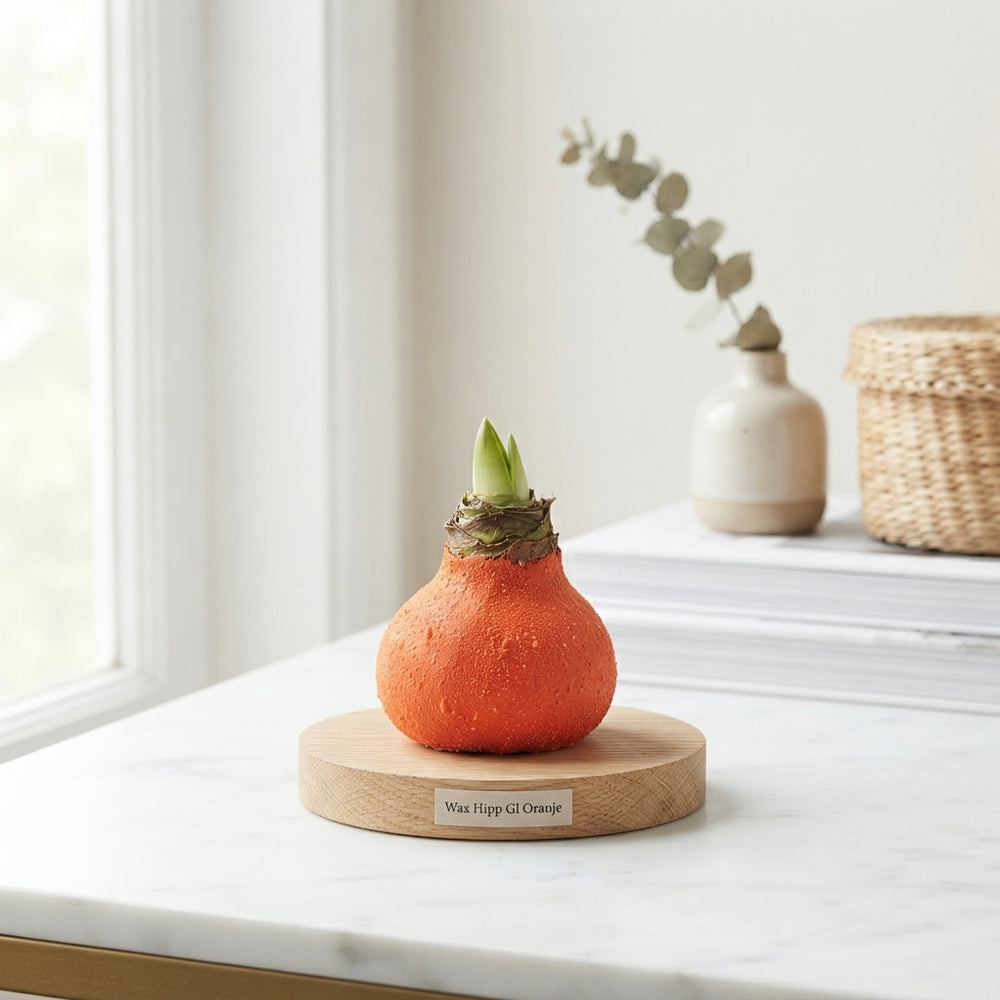 Orange Waxed Hyacinth Bulb Decoration