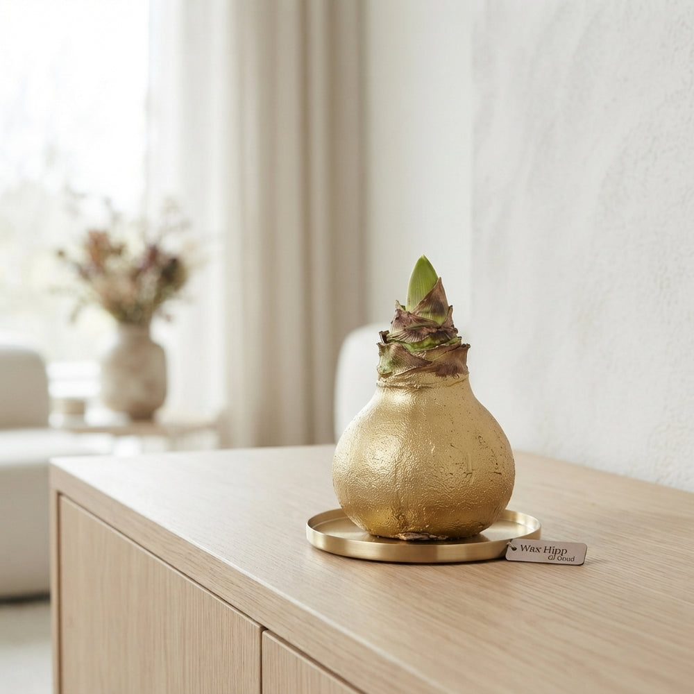 Gold Waxed Hyacinth Bulb Decoration