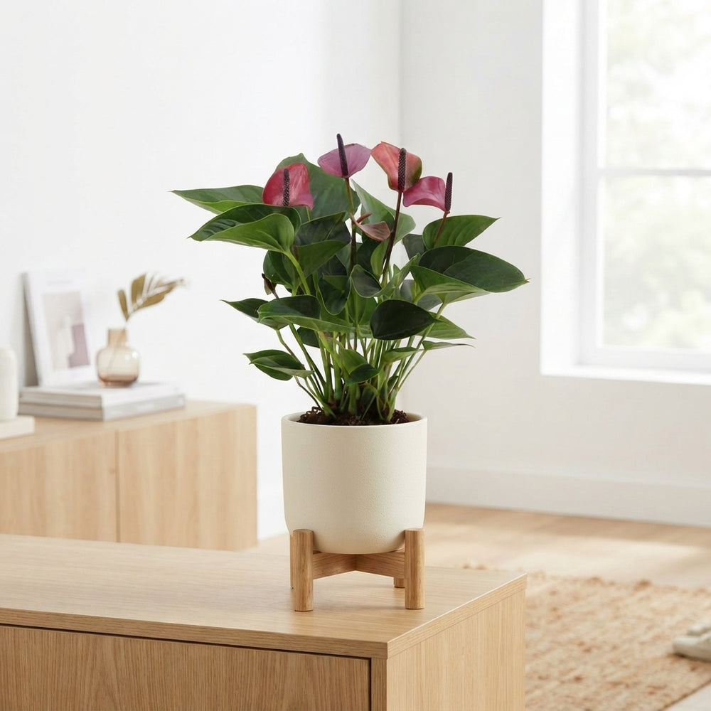 Purple Anthurium (Anthurium) – 12cm Pot