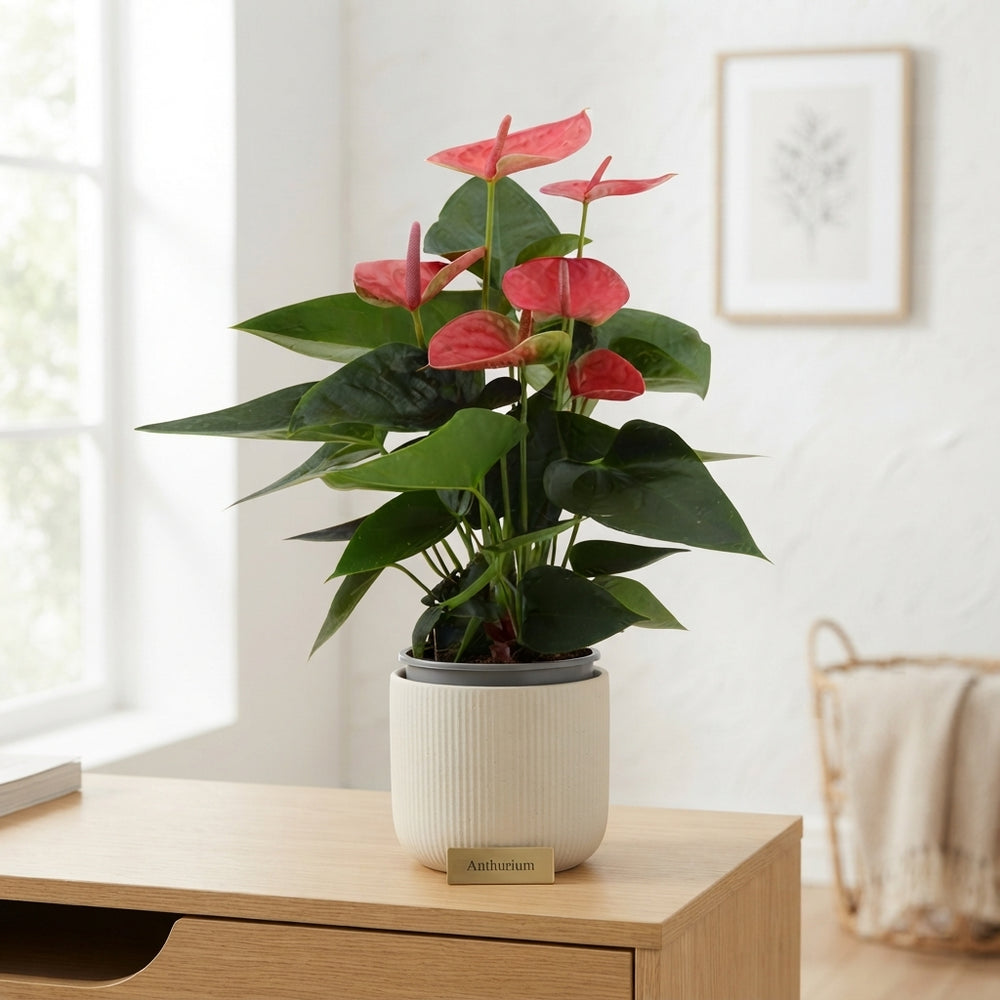 Pink Anthurium Houseplant – 14cm Pot, 45cm High