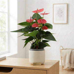 Pink Anthurium Houseplant – 14cm Pot, 45cm High