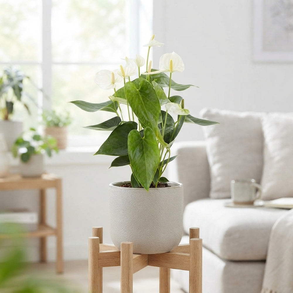White Anthurium Houseplant – 12cm Pot, 40cm High