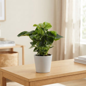 Green Anthurium (Anthurium andraeanum) – 12cm Pot