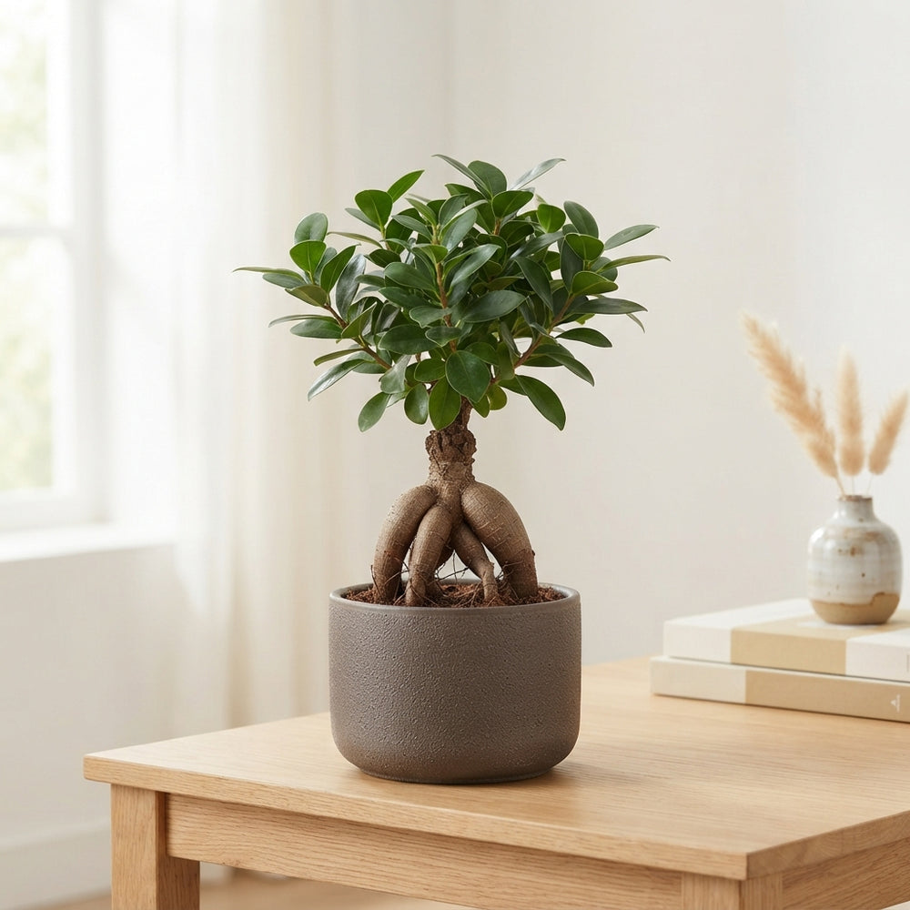 Ficus Ginseng Bonsai – 16cm Ceramic Pot