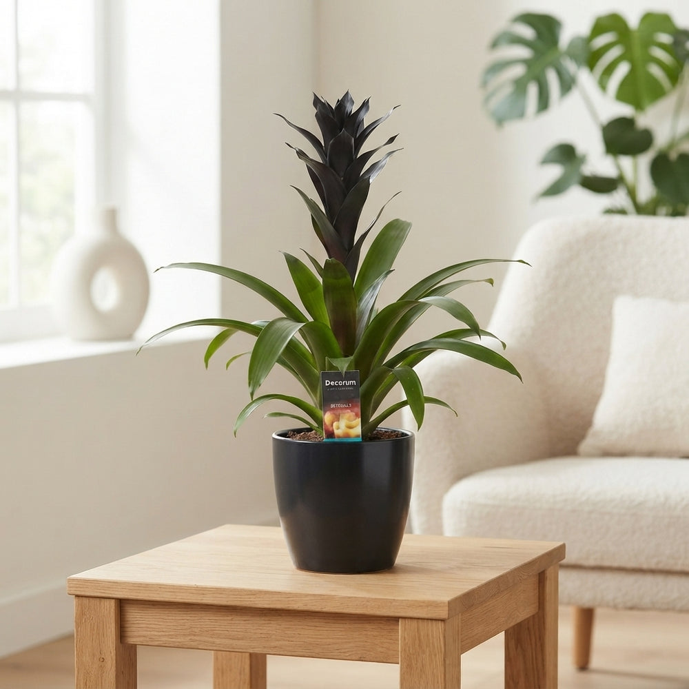 Black Guzmania Bromeliad – 14cm Pot, 60cm High