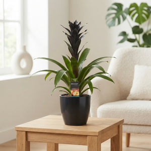 Black Guzmania Bromeliad – 14cm Pot, 60cm High