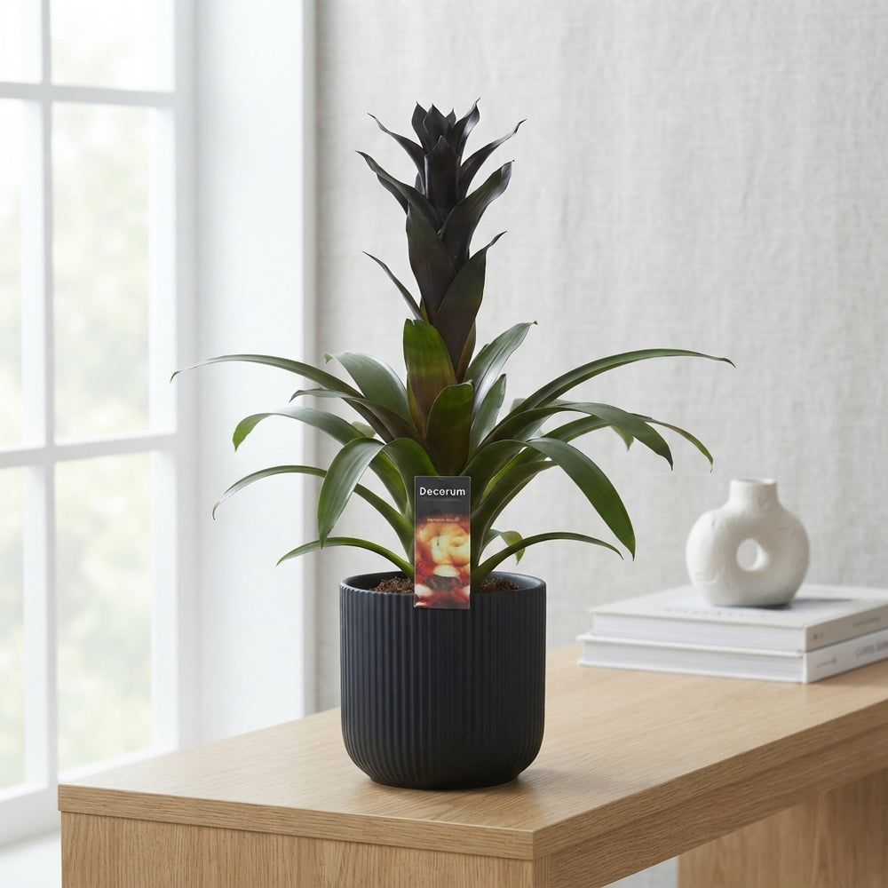 Black Guzmania Bromeliad – 13cm Pot, 55cm Tall