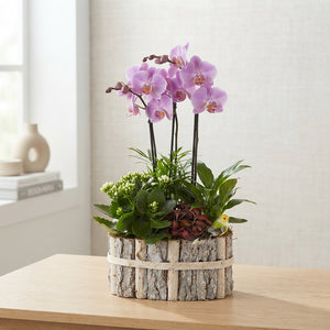 Mixed Colour Oval Beech Wood Arrangement