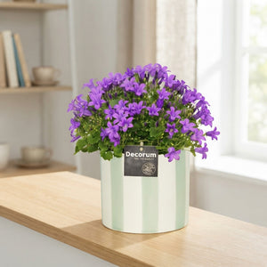 Blue Campanula portenschlagiana – 15cm Pot