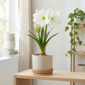 White Hippeastrum Wax Bulb – 28cm