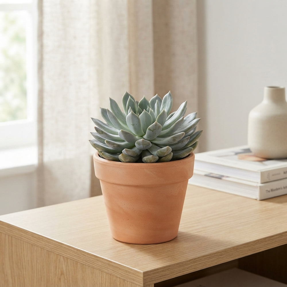 Mixed Echeveria Succulent – 12cm Pot